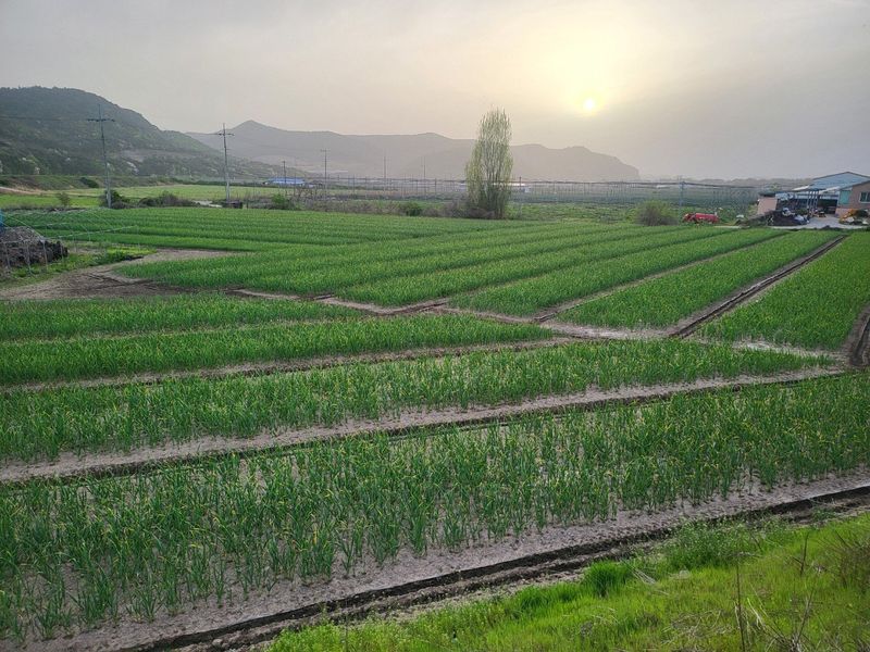의성마늘(한지형)님의 장터 판매 상품 [(종자용가능)상품 지름3.5-4.0cm/1접(100개) 약2.0kg  27000원] 첨부 사진