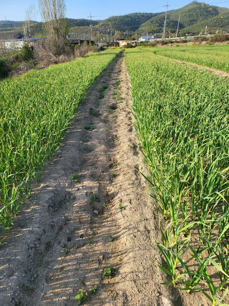 의성마늘(한지형)님의 장터 판매 상품 [(종자용가능)상품 지름3.5-4.0cm/1접(100개) 약2.0kg  27000원] 첨부 사진