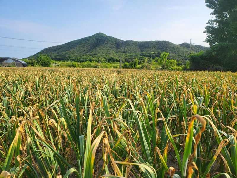 의성마늘(한지형)님의 장터 판매 상품 [(종자용가능)상품 지름3.5-4.0cm/1접(100개) 약2.0kg  27000원] 첨부 사진