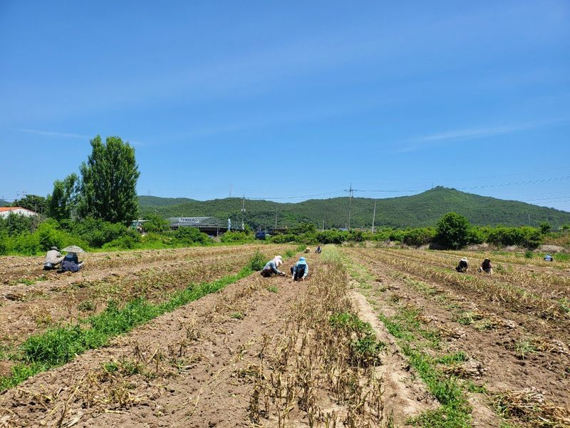의성마늘(한지형)님의 장터 판매 상품 [(종자용가능)상품 지름3.5-4.0cm/1접(100개) 약2.0kg  27000원] 첨부 사진