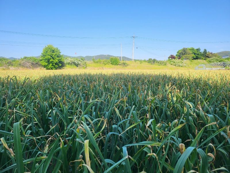 의성마늘(한지형)님의 장터 판매 상품 [(종자용가능)상품 지름3.5-4.0cm/1접(100개) 약2.0kg  27000원] 첨부 사진