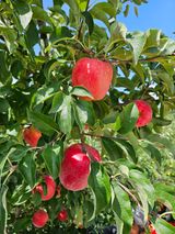 팜모닝 · 게시글 이미지