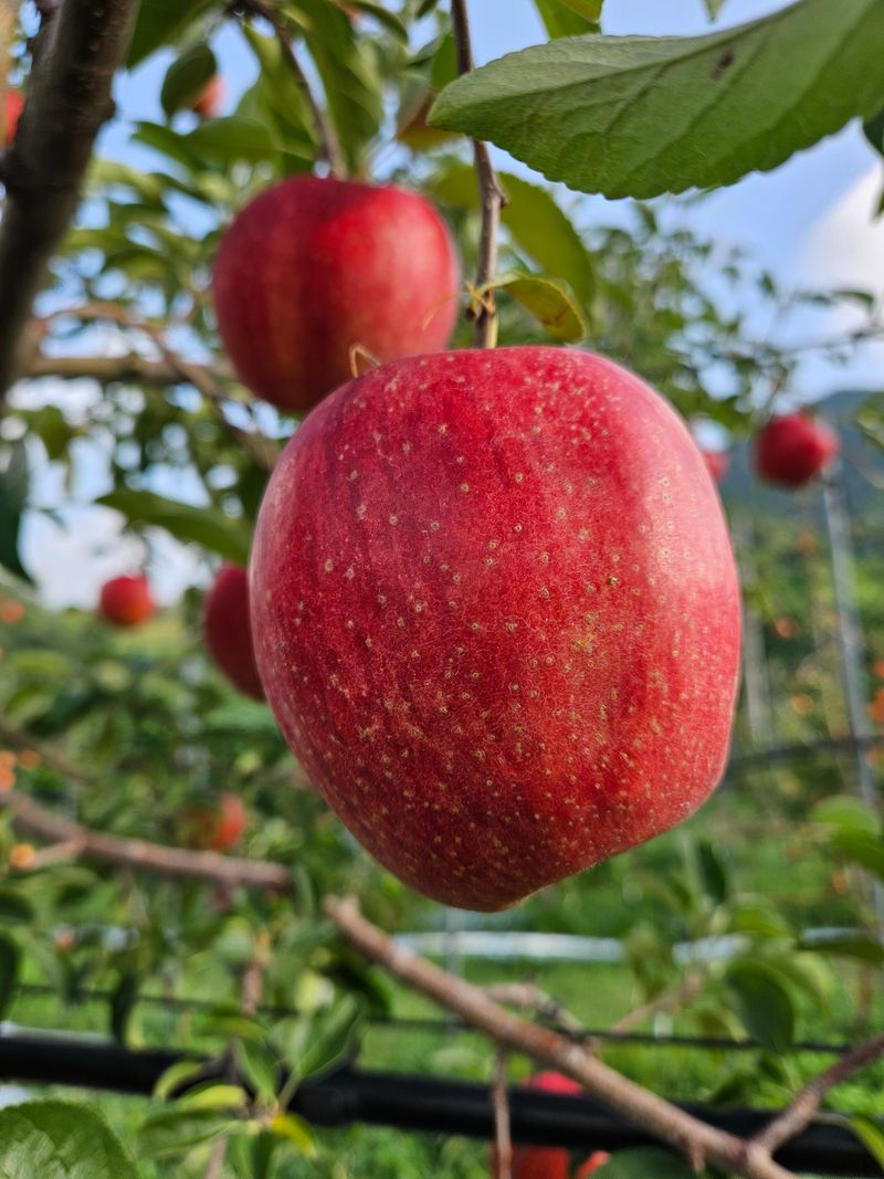 또바기사과(이훈희)님의 장터 판매 상품 [거창또바기사과 홍로] 첨부 사진
