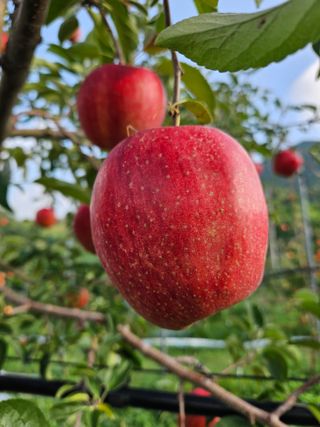또바기사과(이훈희)님의 작성글 사진