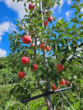 또바기사과(이훈희)님의 작성글 사진