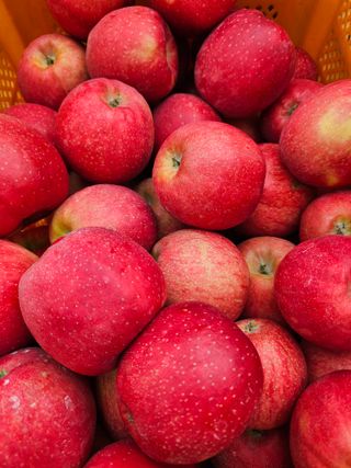 또바기사과(이훈희)님의 작성글 사진