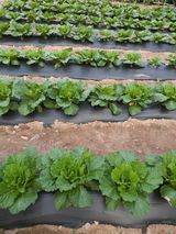 인생은 소풍처럼님의 9월 농사계획 공유하기·참여글 작성글 사진