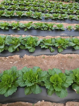 인생은 소풍처럼님의 9월 농사계획 공유하기 · 참여글 작성글 사진