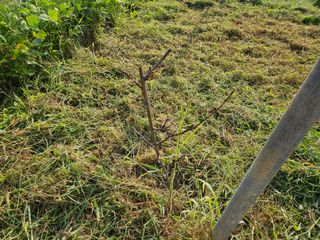 폼만농부님의 복숭아 · 자유게시판 작성글 사진