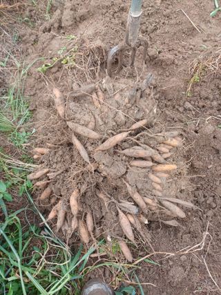 무료지식나눔 팜닥터님의 자유주제 · 자유게시판 작성글 사진