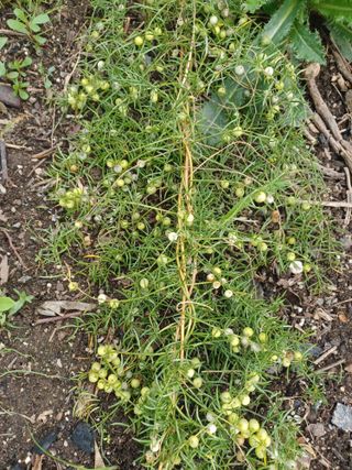 무료지식나눔 팜닥터님의 자유주제 · 자유게시판 작성글 사진