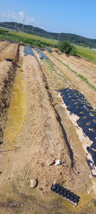 마늘17273님의 배추 · 영농일지 작성글 사진