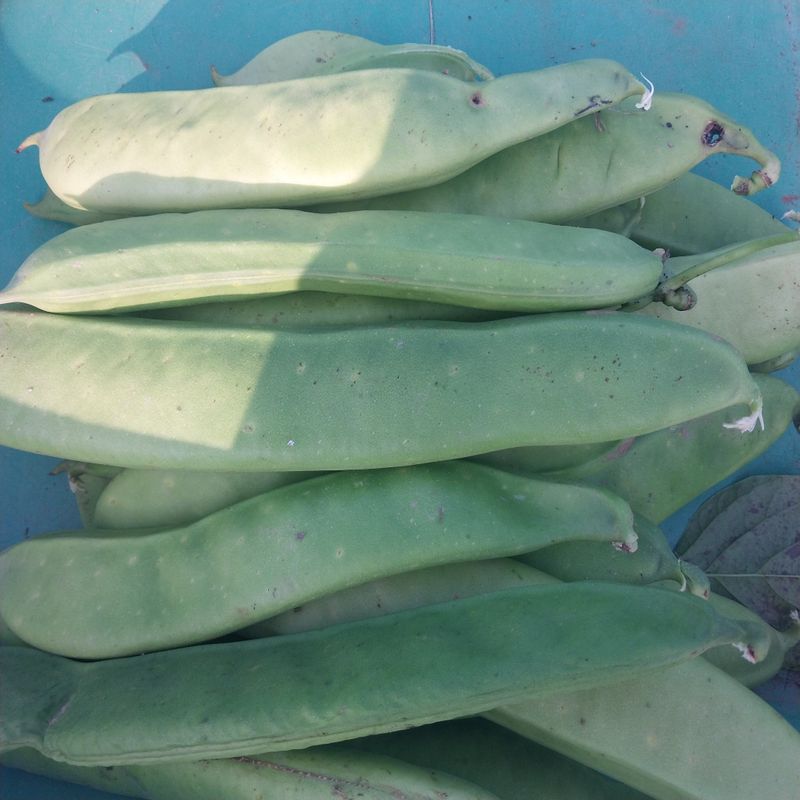 장터 상품 [(판매완료)생 작두콩 판매합니다] 썸네일