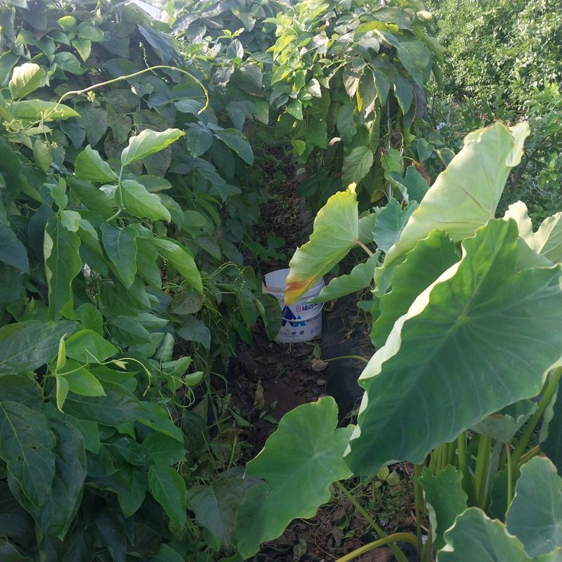 아로대추님의 장터 판매 상품 [(판매완료)생 작두콩 판매합니다] 첨부 사진