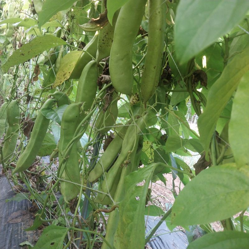 아로대추님의 장터 판매 상품 [(판매완료)생 작두콩 판매합니다] 첨부 사진