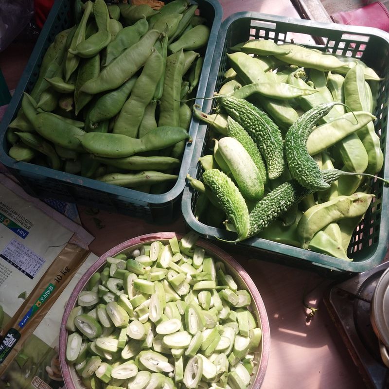 아로대추님의 장터 판매 상품 [(판매완료)생 작두콩 판매합니다] 첨부 사진