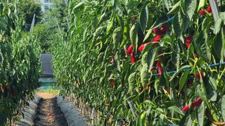 매실6483만물박사님의 자유주제 · 자유게시판 작성글 사진