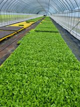 팜모닝 배추·영농일지 게시글 이미지