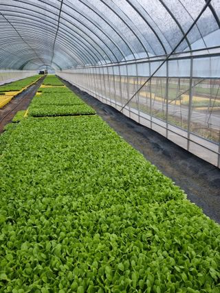 이명숙님의 배추 · 영농일지 작성글 사진