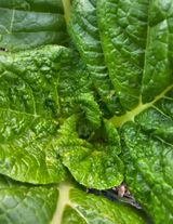 팜모닝 배추·병해충상담 게시글 이미지