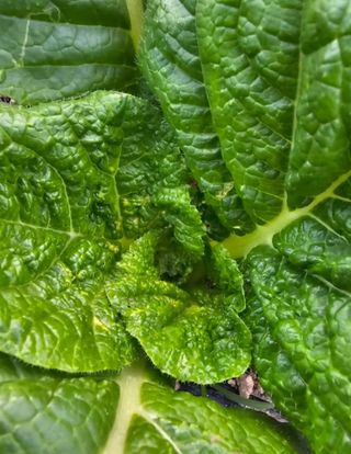 박지우님의 배추 · 병해충상담 작성글 사진