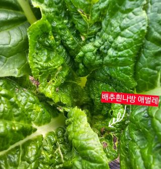 박지우님의 배추 · 병해충상담 작성글 사진