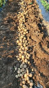 팜모닝 팜모닝·출석 게시글 이미지