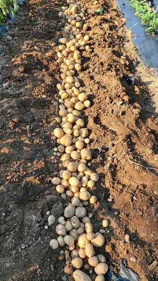 김옥곤님의 팜모닝 · 출석 작성글 사진