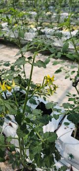 팜모닝 토마토·영농일지 게시글 이미지