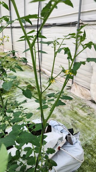 방신아님의 토마토 · 영농일지 작성글 사진