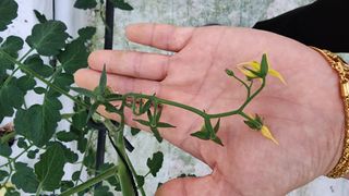 방신아님의 토마토 · 영농일지 작성글 사진