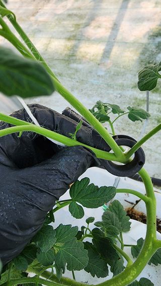 방신아님의 토마토 · 영농일지 작성글 사진