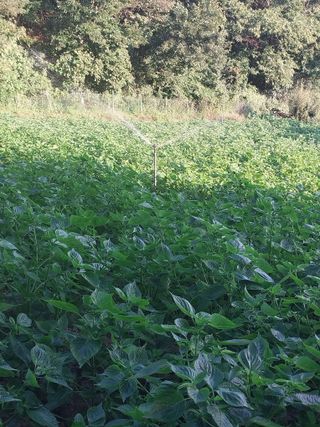 오영균 님의 들깨 · 영농일지 작성글 사진