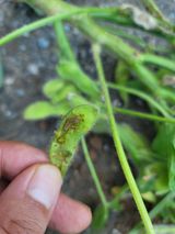 팜모닝 콩·병해충상담 게시글 이미지