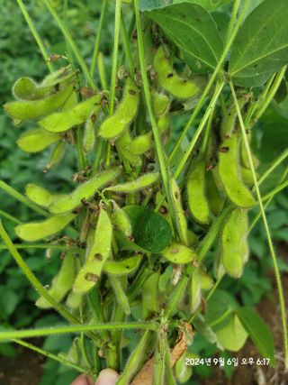 대파26424님의 콩 · 병해충상담 작성글 사진
