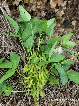 대파26424님의 콩 · 병해충상담 작성글 사진
