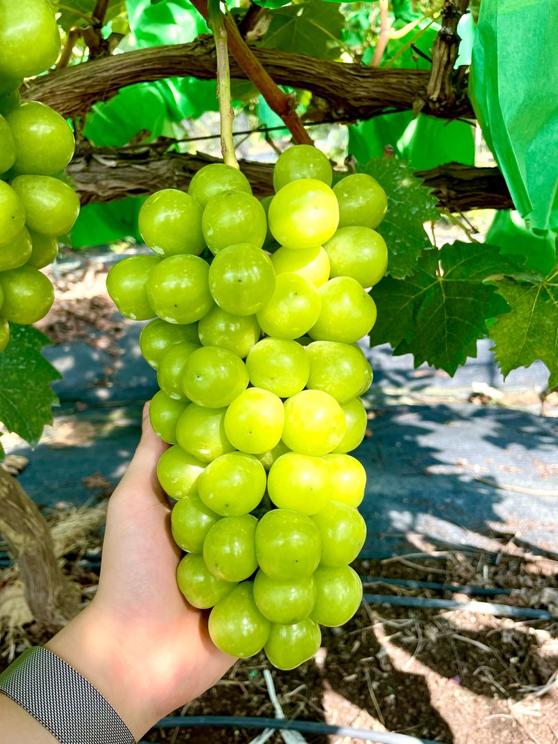 장터 상품 [고당도 샤인머스켓 ] 썸네일