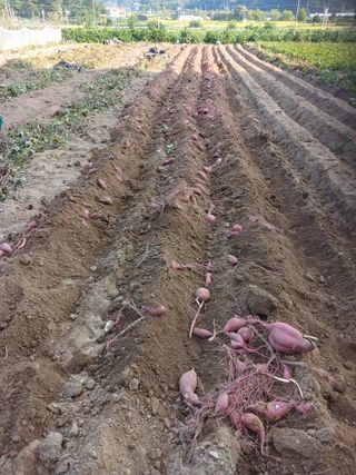 전국하님의 자유주제 · 자유게시판 작성글 사진