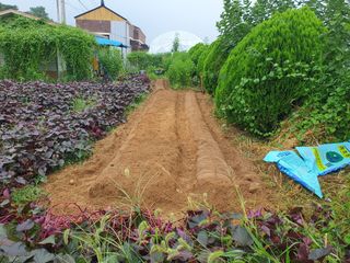 마바리63님의 배추 · 영농일지 작성글 사진