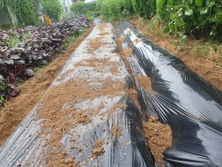 마바리63님의 배추 · 영농일지 작성글 사진