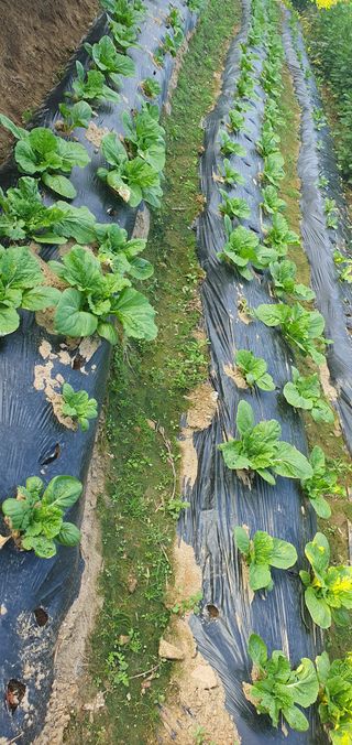 0109692248님의 9월 농사계획 공유하기 · 참여글 작성글 사진