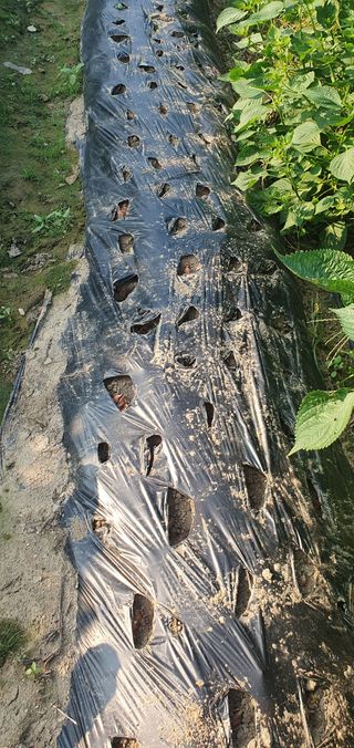 0109692248님의 9월 농사계획 공유하기 · 참여글 작성글 사진