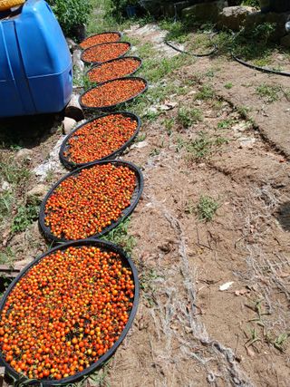 (힐링따오기쉼터)님의 기타작물 · 영농일지 작성글 사진