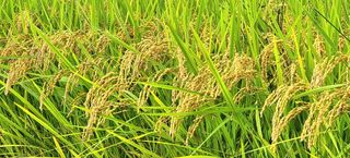 희망농부58님의 자유주제 · 자유게시판 작성글 사진