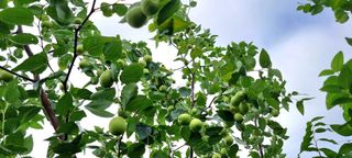 희망농부58님의 자유주제 · 자유게시판 작성글 사진