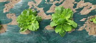 희망농부58님의 자유주제 · 자유게시판 작성글 사진