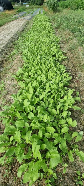 희망농부58님의 자유주제 · 자유게시판 작성글 사진