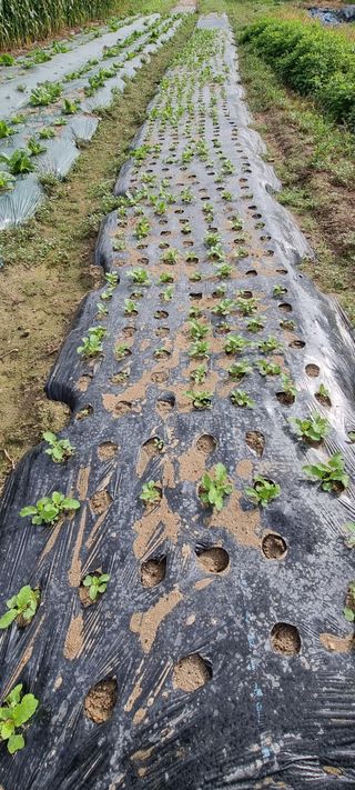 희망농부58님의 자유주제 · 자유게시판 작성글 사진