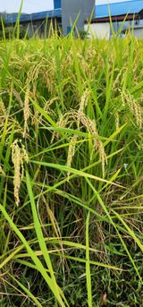 팜모닝 벼·영농일지 게시글 이미지