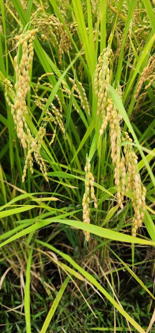 박재옥님의 벼 · 영농일지 작성글 사진